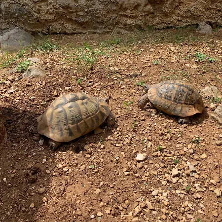 Πανσιόν Kuca Za Odmor Dolovi
