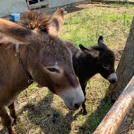 Kuca Za Odmor Dolovi 招待所 *