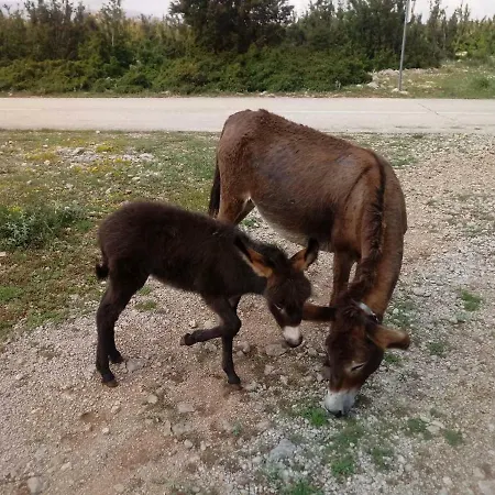 Kuca Za Odmor Dolovi * Golubic (Zadar)
