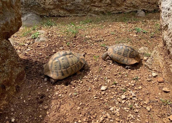 Vendégház Kuca Za Odmor Dolovi
