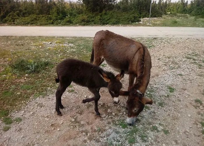 Kuca Za Odmor Dolovi * Golubic (Zadar)