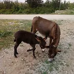 Kuca Za Odmor Dolovi * Golubic (Zadar)
