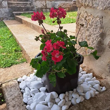 Kuca Za Odmor Dolovi Golubic (Zadar)