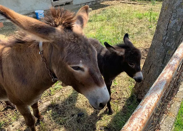 Kuca Za Odmor Dolovi Gostinjska kuća *